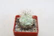 Ortegocactus macdougallii (1)