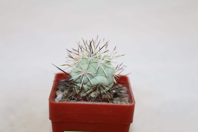 Ortegocactus macdougallii (3)