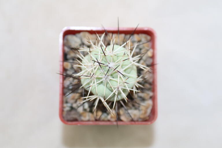 Ortegocactus macdougallii (4)