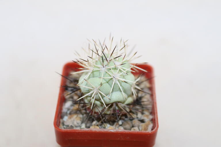 Ortegocactus macdougallii