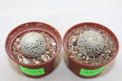 Turbinicarpus valdezianus albiflorus x2 