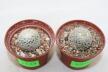 Turbinicarpus valdezianus albiflorus x2 