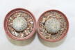 Turbinicarpus valdezianus albiflorus x2  (4)