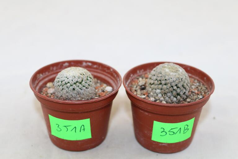 Turbinicarpus valdezianus albiflorus x2  (2)