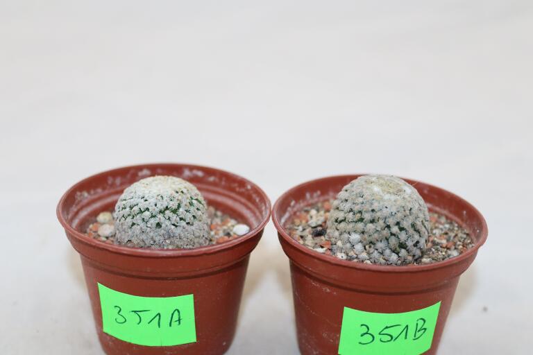 Turbinicarpus valdezianus albiflorus x2  (3)