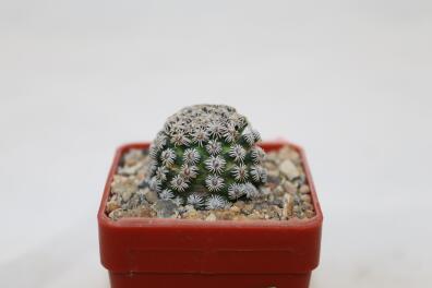 Mammillaria hernandezii FO 23