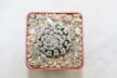 Mammillaria hernandezii FO 23 (3)