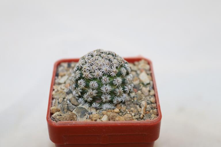 Mammillaria hernandezii FO 23 (2)