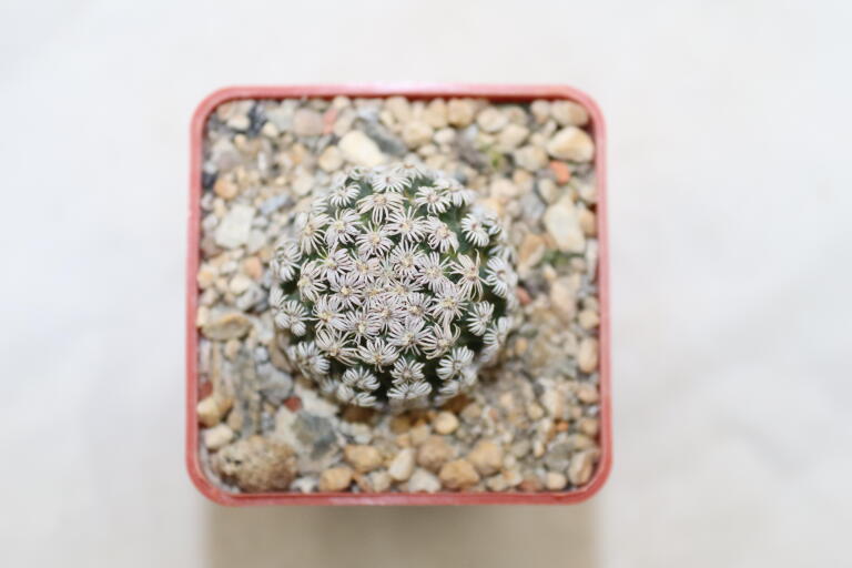 Mammillaria hernandezii FO 23 (3)