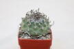 Turbinicarpus klinkerianus Huizache 