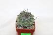 Turbinicarpus klinkerianus Huizache  (3)