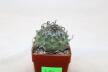 Turbinicarpus klinkerianus Huizache  (4)
