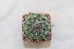 Turbinicarpus klinkerianus Huizache  (2)