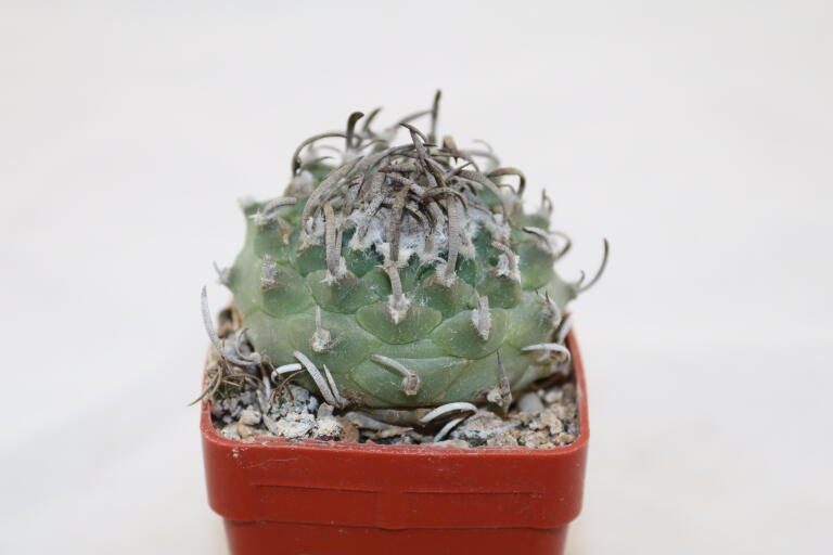 Turbinicarpus klinkerianus Huizache 