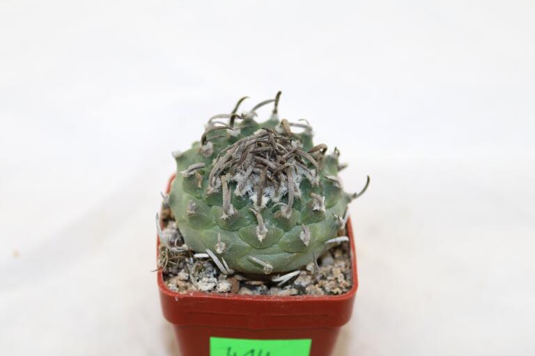 Turbinicarpus klinkerianus Huizache  (3)