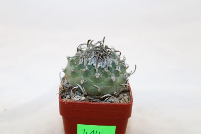 Turbinicarpus klinkerianus Huizache  (4)