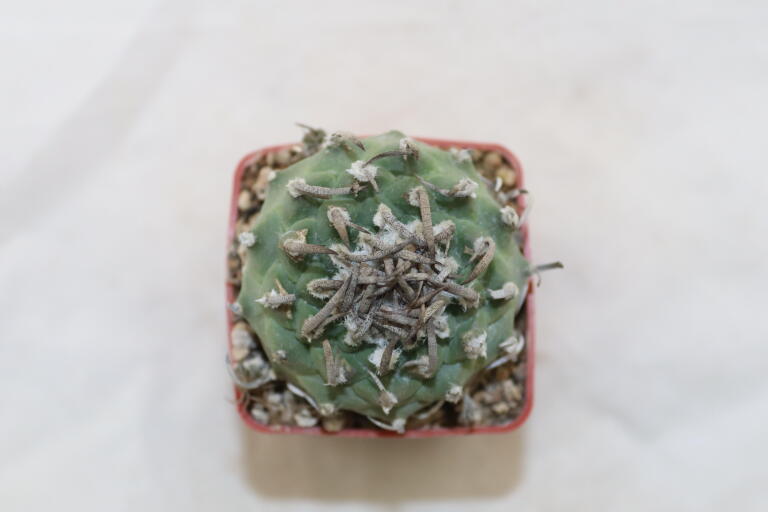 Turbinicarpus klinkerianus Huizache  (2)