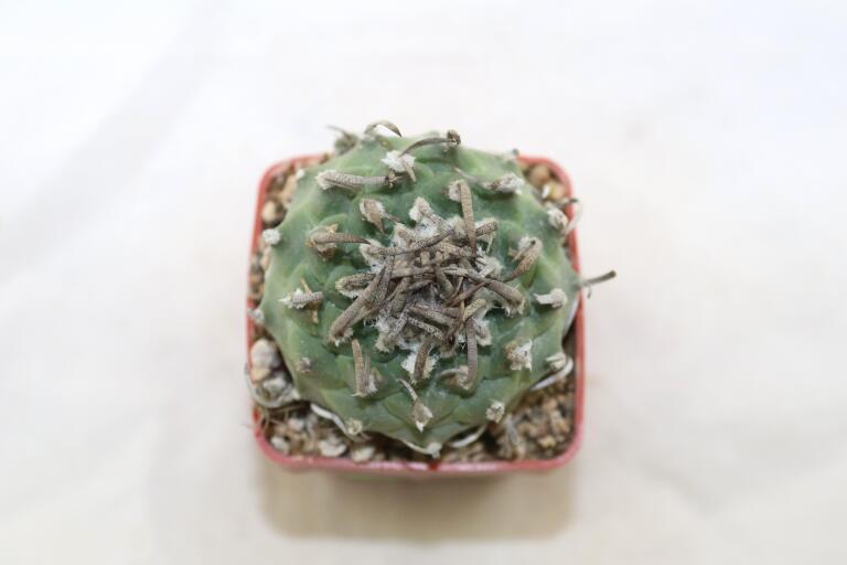 Turbinicarpus klinkerianus Huizache  (5)