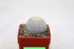 Mammillaria pectinifera / Solisia pectinapa PP 663