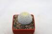Mammillaria pectinifera / Solisia pectinapa PP 663 (2)
