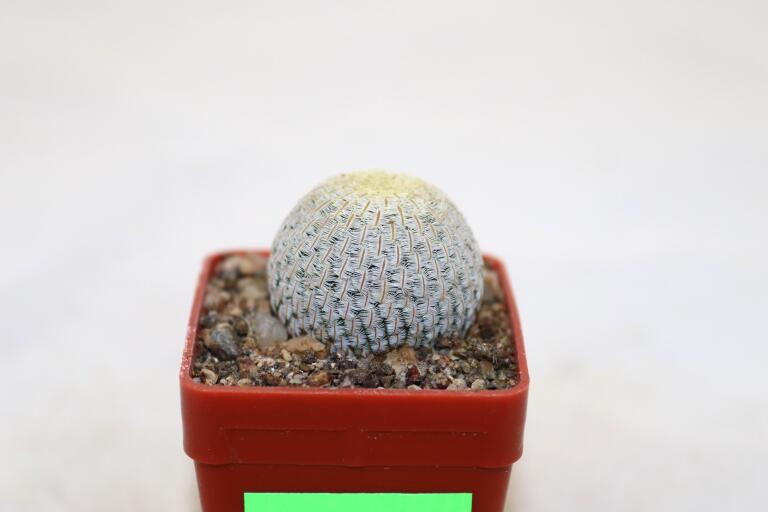 Mammillaria pectinifera / Solisia pectinapa PP 663