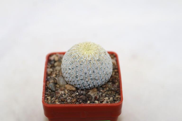 Mammillaria pectinifera / Solisia pectinapa PP 663 (2)