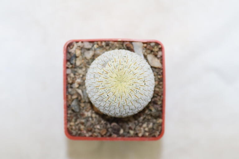 Mammillaria pectinifera / Solisia pectinapa PP 663 (3)