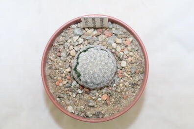 Mammillaria sanchez-mejoradae San Rafael