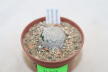 Mammillaria sanchez-mejoradae San Rafael (2)