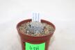 Mammillaria sanchez-mejoradae San Rafael (3)