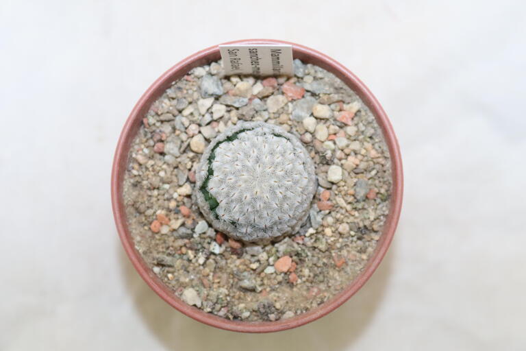 Mammillaria sanchez-mejoradae San Rafael