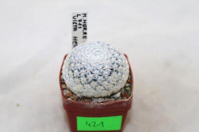 Mammillaria herrerae L711 Vista Hermosa 