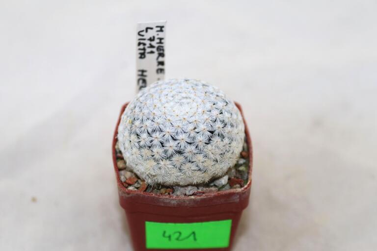 Mammillaria herrerae L711 Vista Hermosa 