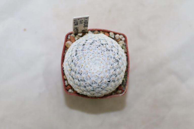 Mammillaria herrerae L711 Vista Hermosa  (3)