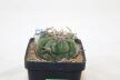 Echinocactus horizonthalonius Estation Chupaderos = Strong Thorns (3)