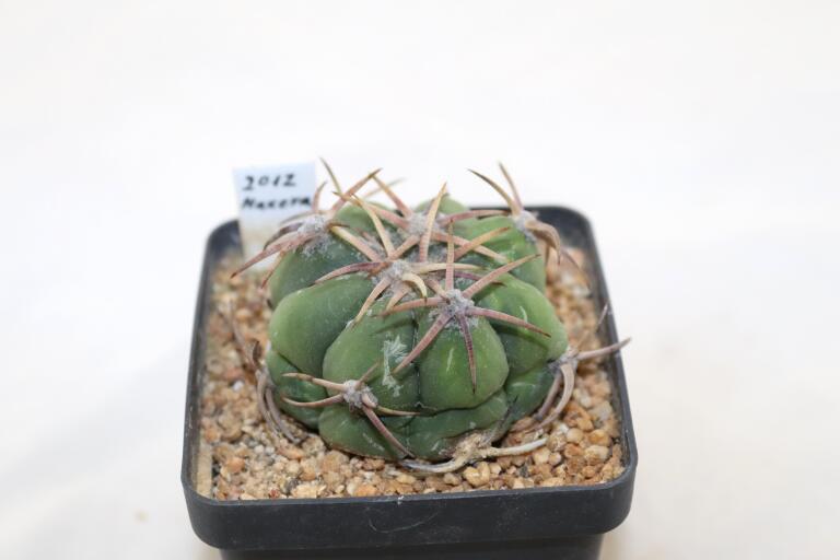 Echinocactus horizonthalonius Estation Chupaderos = Strong Thorns
