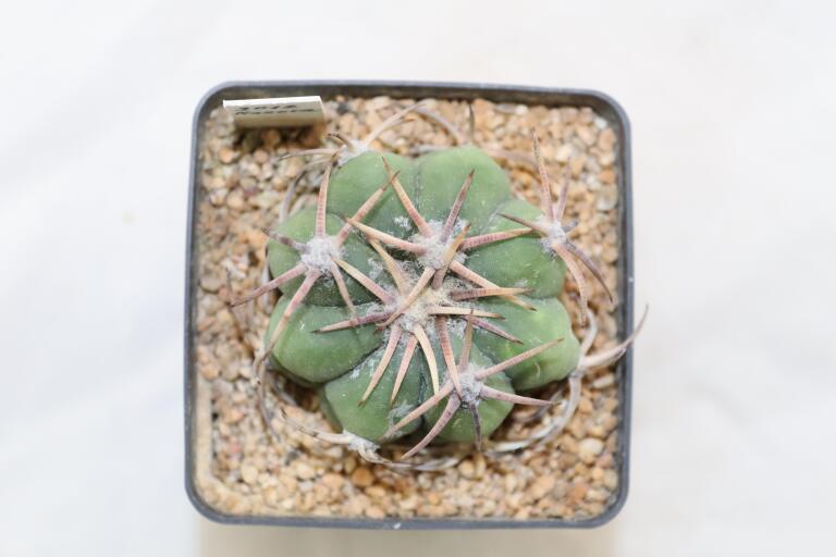 Echinocactus horizonthalonius Estation Chupaderos = Strong Thorns (2)
