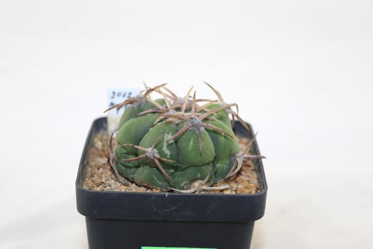 Echinocactus horizonthalonius Estation Chupaderos = Strong Thorns (3)