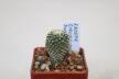 Pelecyphora strobiliformis Dr Arroyo