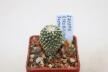 Pelecyphora strobiliformis Dr Arroyo (2)