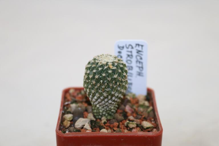 Pelecyphora strobiliformis Dr Arroyo
