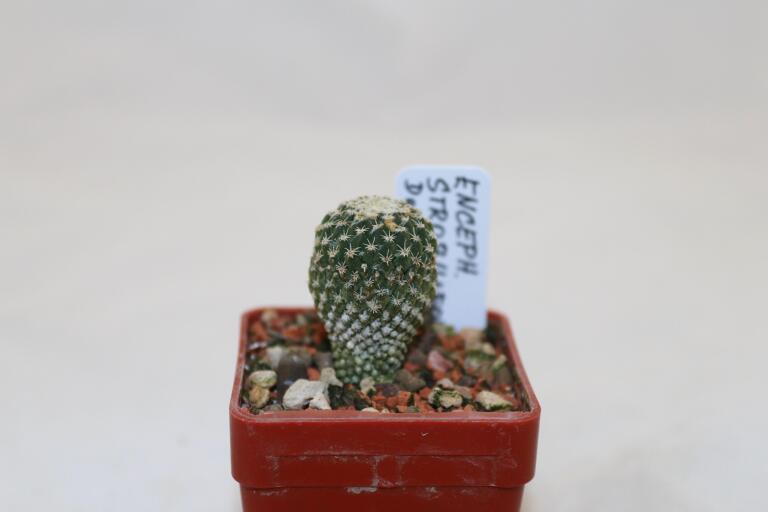 Pelecyphora strobiliformis Dr Arroyo (3)