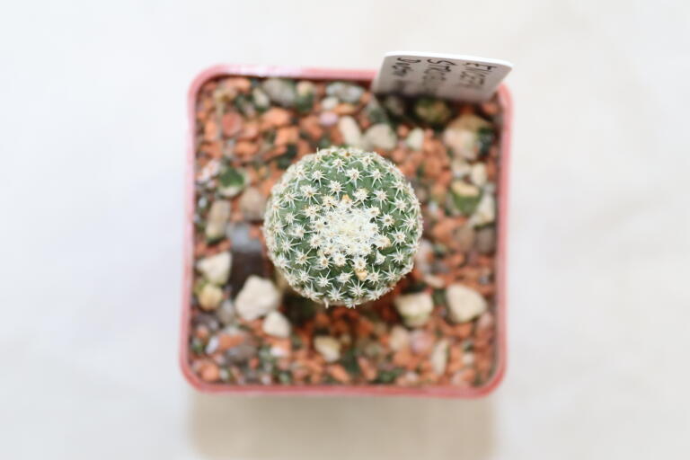 Pelecyphora strobiliformis Dr Arroyo (4)
