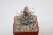  Turbinicarpus graminispinus PP 1598 (2)
