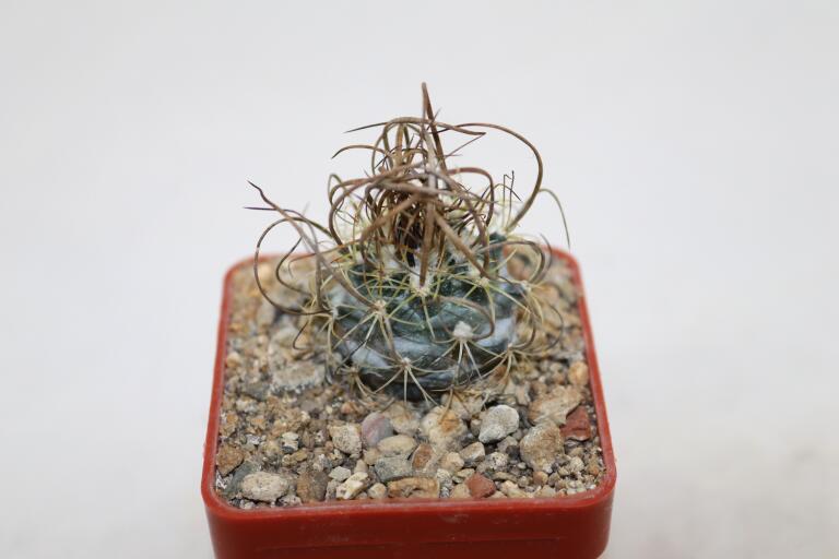  Turbinicarpus graminispinus PP 1598 (2)