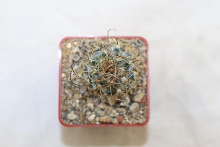 Turbinicarpus graminispinus PP 1598 (3)