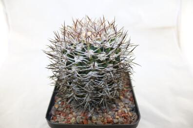 Gymnocalycium bozsingianum Over 30 Years SELECTED STRONG THORNS