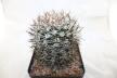 Gymnocalycium bozsingianum Over 30 Years SELECTED STRONG THORNS (1)