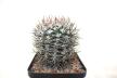 Gymnocalycium bozsingianum Over 30 Years SELECTED STRONG THORNS (2)