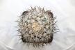 Gymnocalycium bozsingianum Over 30 Years SELECTED STRONG THORNS (3)